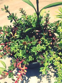 Close-up of potted plant