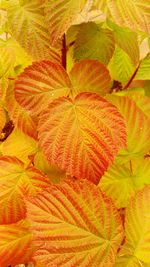 Close-up of leaves on ground