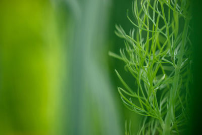 Close-up of fresh green leaf