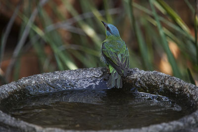 Close-up of bird perching on plant