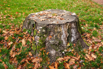 High angle view of tree stump on field