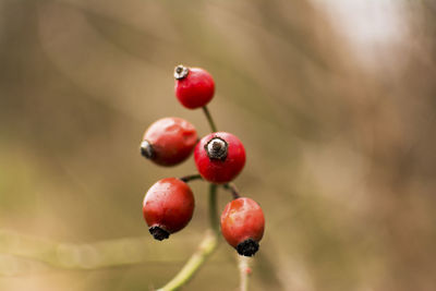 Close-up of red berries growing on tree