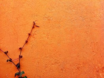 Full frame shot of weathered wall