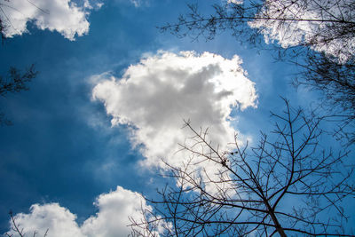 Low angle view of birds flying against sky