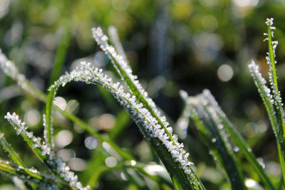 Close-up of blades of grass with frost on them on a sunny winter day