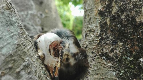 Close-up of lizard on tree trunk