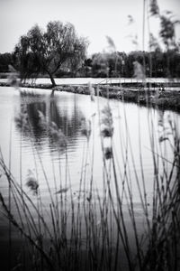 Reflection of trees in water