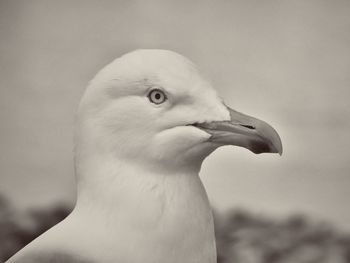 Close up of a bird