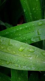 Close-up of water drops on leaf