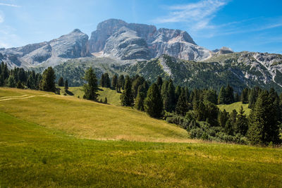 Scenic view of pine trees against sky