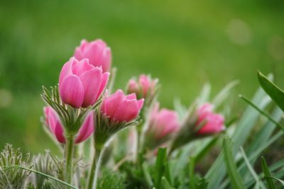 Close-up of pink flowering plants on field