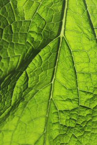 Full frame shot of green leaves