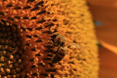 Close-up of insect on leaf