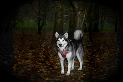 Portrait of dog running in forest