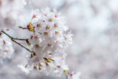 Close-up of white cherry blossom tree