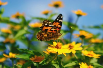 Close-up of butterfly on yellow flowers