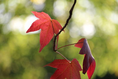 red