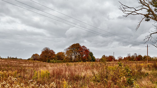 Plants on field against sky