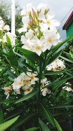 Close-up of white flowers blooming outdoors