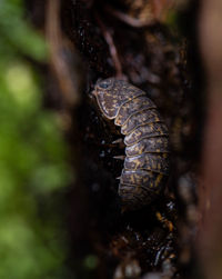 Close-up of insect on tree trunk