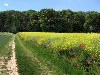 Scenic view of grassy field against sky