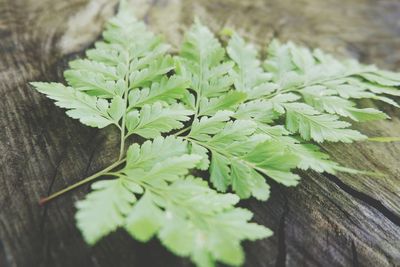 Close-up of green leaves on table