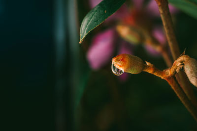 Close-up of mushroom growing on plant