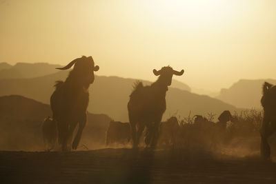 Silhouettes of domestic animals running  on field