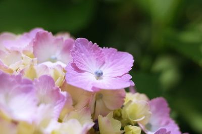 Close-up of pink flower