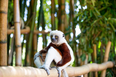 Monkey sitting on a tree