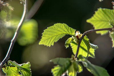 Close-up of green leaves