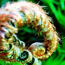 Close-up of caterpillar on plant