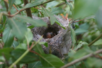 Close-up of bird in nest