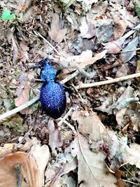 High angle view of insect on rock