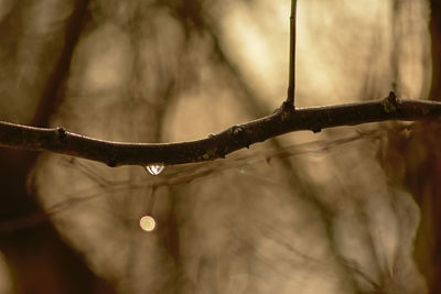 Close-up of raindrops on branch