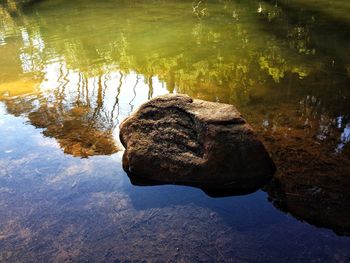 Close-up of duck in lake