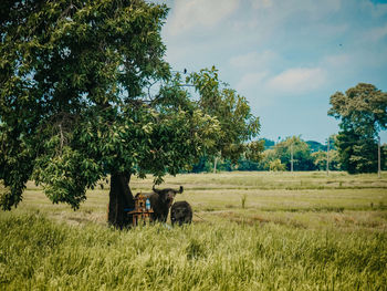 Horse cart on field against trees