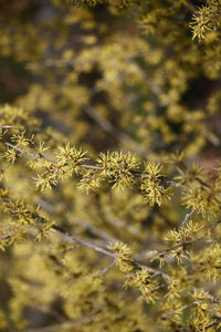 Close-up of yellow flowering plant