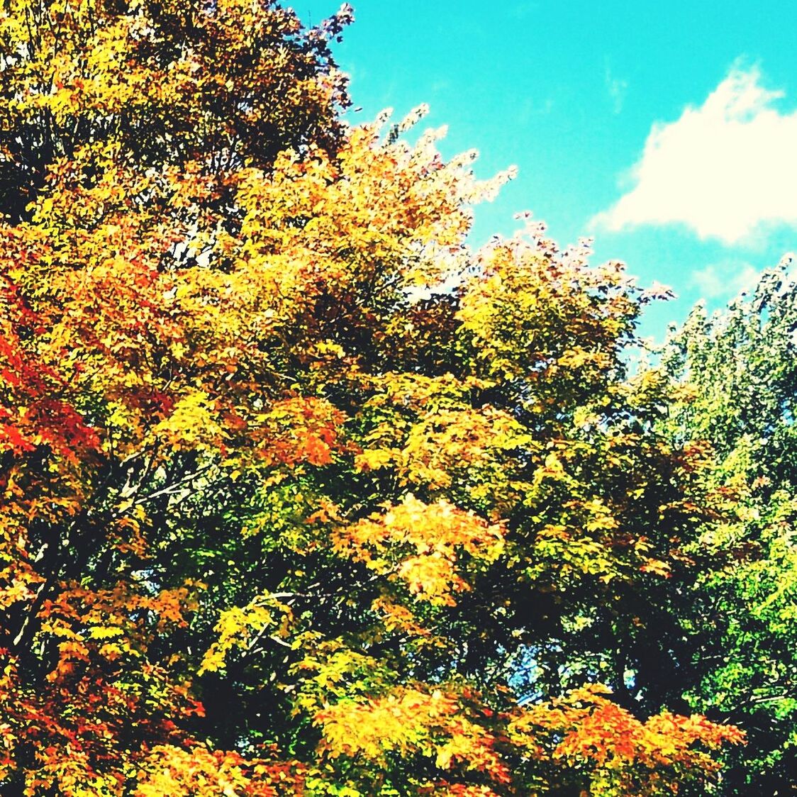 tree, growth, yellow, low angle view, branch, beauty in nature, nature, sky, autumn, tranquility, freshness, change, season, abundance, day, scenics, no people, outdoors, sunlight, leaf