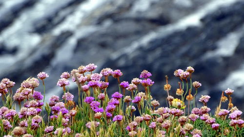 Close-up of pink flowering plants on field
