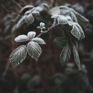 Close-up of frozen leaves