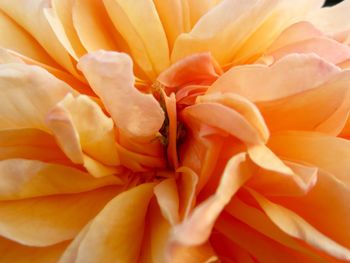 Full frame shot of orange rose flower