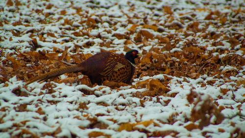 Pheasant in snow