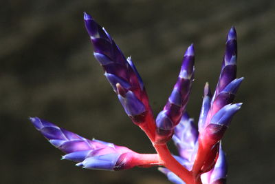 Close-up of pink flower against blurred background