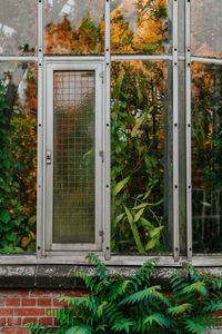 Plants seen through glass window of building