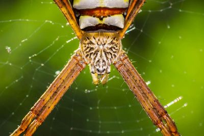 Detail shot of spider and web