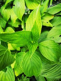 Full frame shot of green leaves