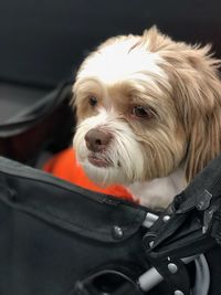 Close-up of dog in car