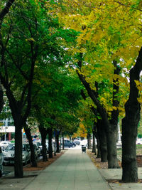 Narrow pathway along trees