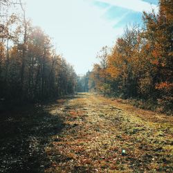 Road passing through forest